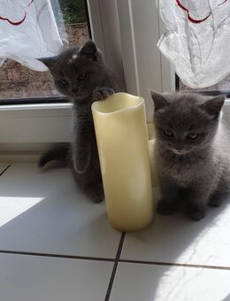 BKH-Kitten - Berlin Treptow-Köpenick