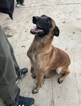 RITA sucht Schäferhund-Fans - Weiterstadt