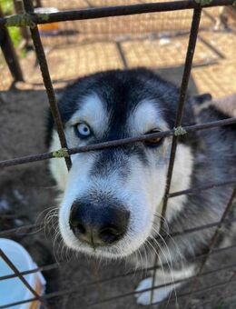 Lieber Husky Rüde, 2,5 Jahre - Kappeln (Schleswig-Holstein)