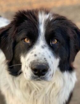 Filana, geb. ca. 11/2022, Griechenland - Markdorf