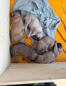 Bullimixwelpen - Neu Poserin