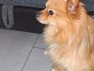Zwergspitz *Benny* sucht Zuhause - Erkelenz