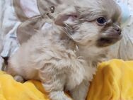 Chihuahua Welpen - Ingolstadt