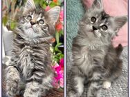 Bezaubernde Maine Coon Kätzchen - Wegberg Zentrum