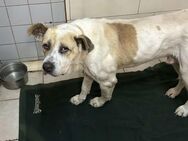 ACE - mal richtig Familienhund sein - Overath