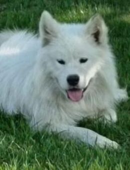 Samojedenrüde Sibi - Kierspe