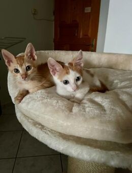 Whisky & Carlito aus dem Tierschutz - Grevenbroich