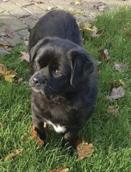 Cherry ❤️ Anfängerhündin - Kalkar