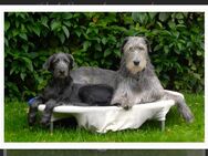 Cuddly Giant’s Irish Wolfhound - Marsberg