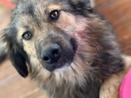 kleine Cookie sucht ES/PS ab Juli - Berlin