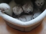 3 gesunde BKH reinrassig black silver tabby - Heiligenhaus