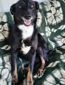 Prinzessin Molly sucht Zuhause - Großefehn