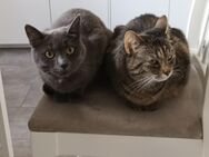 Katzen dringend in gute Hände abzugeben - Rauenberg