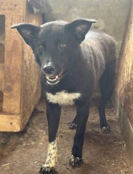 Sasuke - süßes Lakritznäschen 🐾 - Elsdorf (Nordrhein-Westfalen)