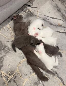 Bkh kitten - Stuttgart