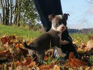 Traumhaft schöne typvolle Chihuahua Hündin, blue Welpe - Freiensteinau