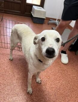 Chance - so viel Leid - Dreikirchen