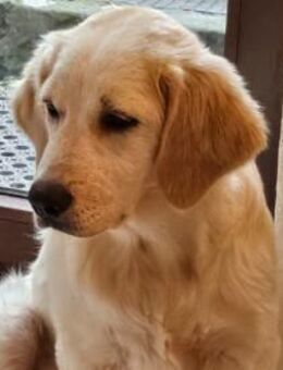 Romeo hofft auf eigenes Körbchen - Neuss