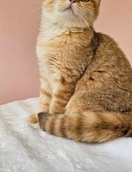 Bkh Kitten - Hamburg