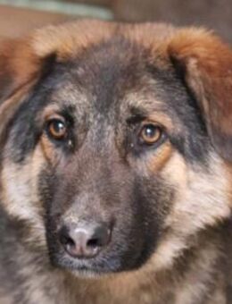 MO🩵kluger, hübscher Schäferhund-Mix-Bub - Hamburg