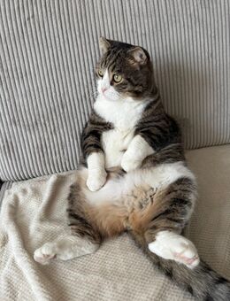Kater sucht neues Zuhause - Berlin