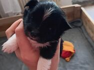 Chihuahua Mix - Krien