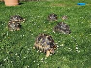 Strahlenschildkröten , Astrochelys Radiata - Köln