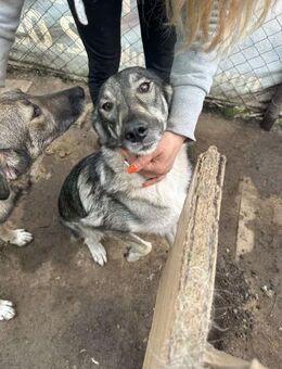 IRENE ❤ EILIG! - Langenhagen