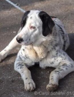 Pepita hat ein Herz aus Gold - Egelsbach