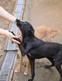 Isidora möchte die Welt erkunden - Schwabach
