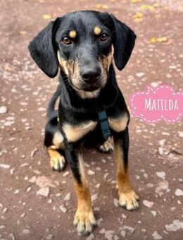 Matilda eine Traumhündin - Flörsheim-Dalsheim