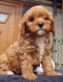 Cavapoo Welpen - 3 M und 3 W. in 60306