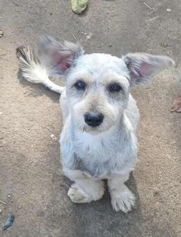 Luca - freundlich und verschmust - Westerholt