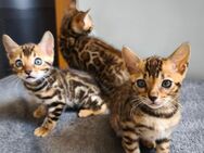 Bengalkatzen, Katzen - Plüderhausen