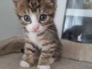 Maine Coon Kitten Mix - Grimma