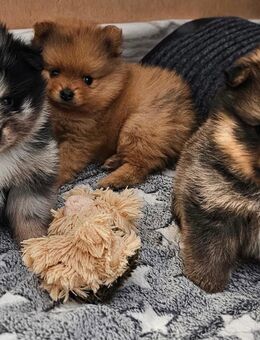 Reinrassige Pomeranian / Zwergspitz - Wiesau