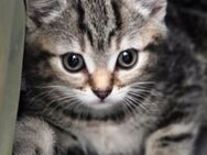 Katzen in gute Hände abzugeben - Wuppertal