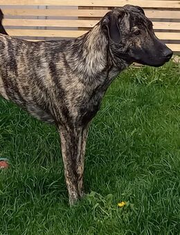 2 hübsche reinrassige Hütehund Welpen 6 Monate beide Eltern leben bei uns sucht noch sein Zuhause - Ladenburg