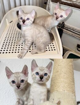 Reinrassige Snow Bengal Kitten Brüder - Düsseldorf