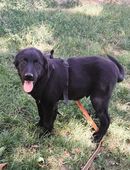 Neugieriger Juno in 66636