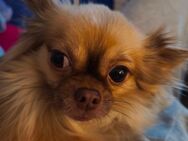 Chihuahua - Rheinbach