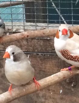Gebe Zebrafinken ab - Moers