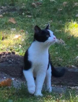 Süßer Mai Kater Babykatze entwurmt stubenrein - Krakow (See)