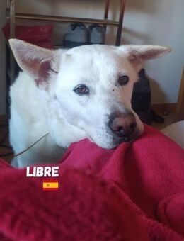 Libre - Heppenheim (Bergstraße)