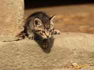 Junge Katzen Kitten Kätzchen suchen ein Zuhause - Stolpen