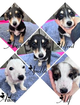 5 kleine Fellfreunde suchen ein freies Körbchen - Leipzig