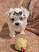 Malteser Puppy in 46045