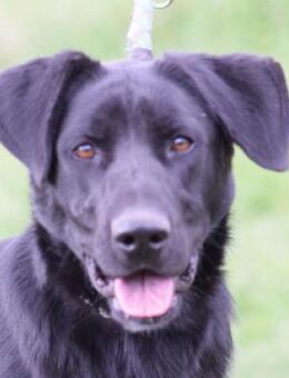 Sancho - freundlich & verspielt - Lohmar