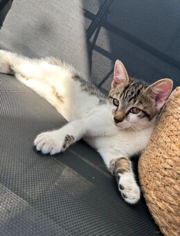 Katzen Babys suchen ein neues Zuhause - Greven (Nordrhein-Westfalen)