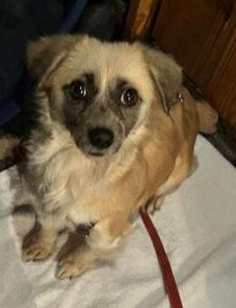 Leyla auf der Suche nach dem Glück - Berlin